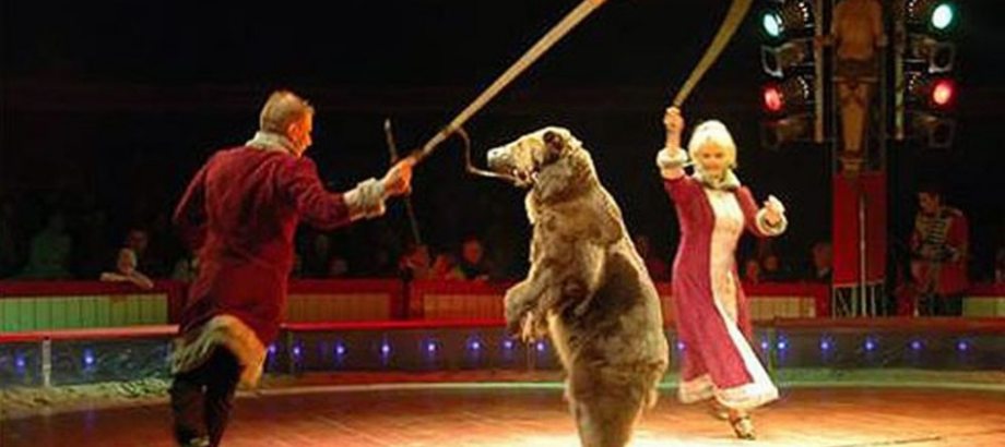 Od 1. septembra v cirkusoch nesmú vystupovať skoro žiadne zvieratá. Má to  však háčik - Dobré noviny