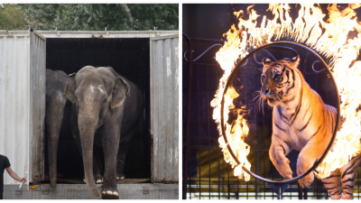 Zvieratá od septembra nesmú vystupovať v cirkusoch, tvrdilo sa v apríli, vyhlášky stále niet