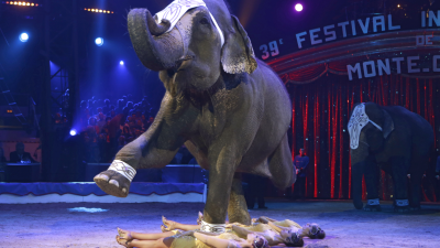 Aby už viac netrpeli, Dáni kúpia cirkusové slony a pošlú ich na zaslúžený odpočinok