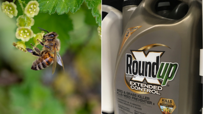 Nemecko zakáže glyfosátový prípravok na ničenie buriny. Spájajú ho s úbytkom včiel