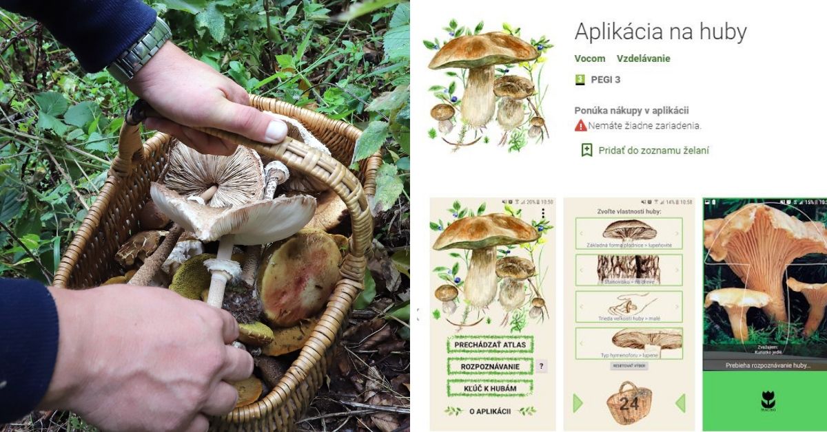 Aplikácia, ktorá pomôže rozpoznať huby v lese