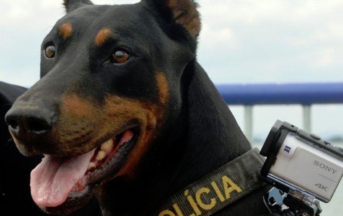 Policajný pes Iron