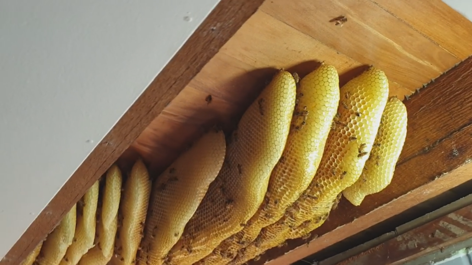 V strope rodinného domu si včely vytvorili 2 a pol metrový úľ.