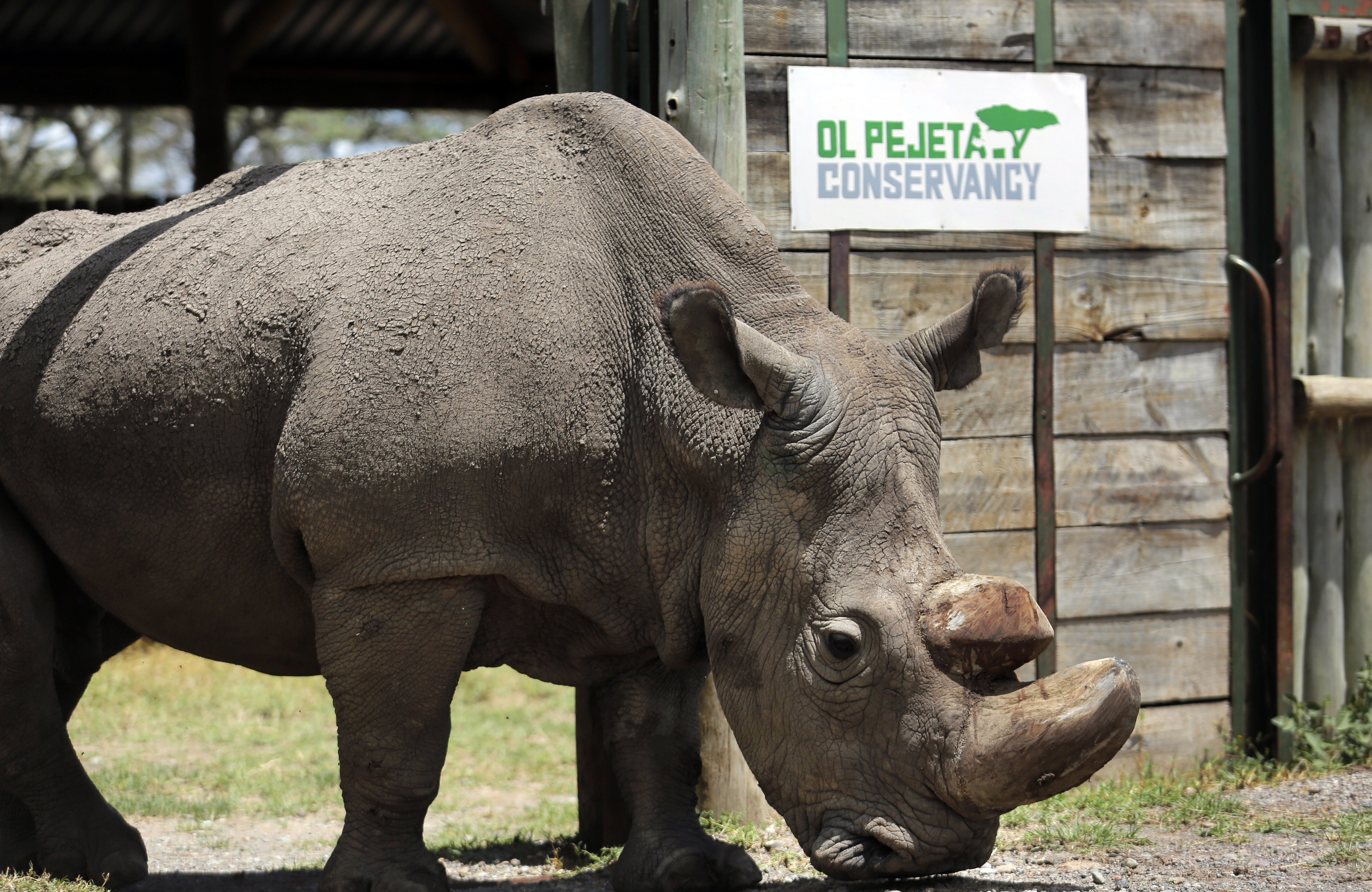 Na archívnej snímke je posledný samec nosorožca tuponosého severného na svete v kenskej rezervácii Ol Pejeta. Nosorožec menom Sudan uhynul v Keni po komplikáciách 