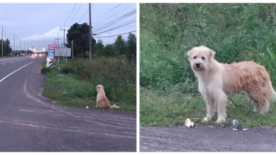Verný psík čakal na majiteľa štyri roky na ceste, kde ho stratil. Dočkal sa, no dopadlo to inak, ako by si každý predstavoval