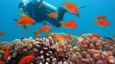 Zázrak na morskom dne: Zdanlivo mŕtve koraly v Stredozemnom mori opäť ožili