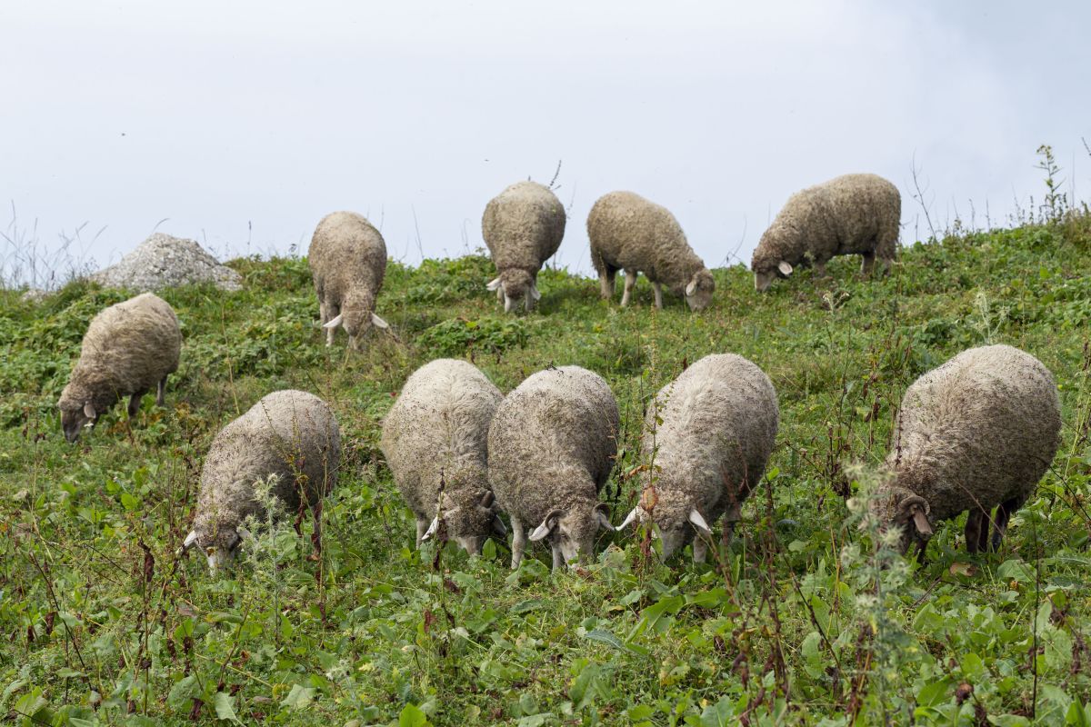  Na snímke ovce sa pasú na lúke