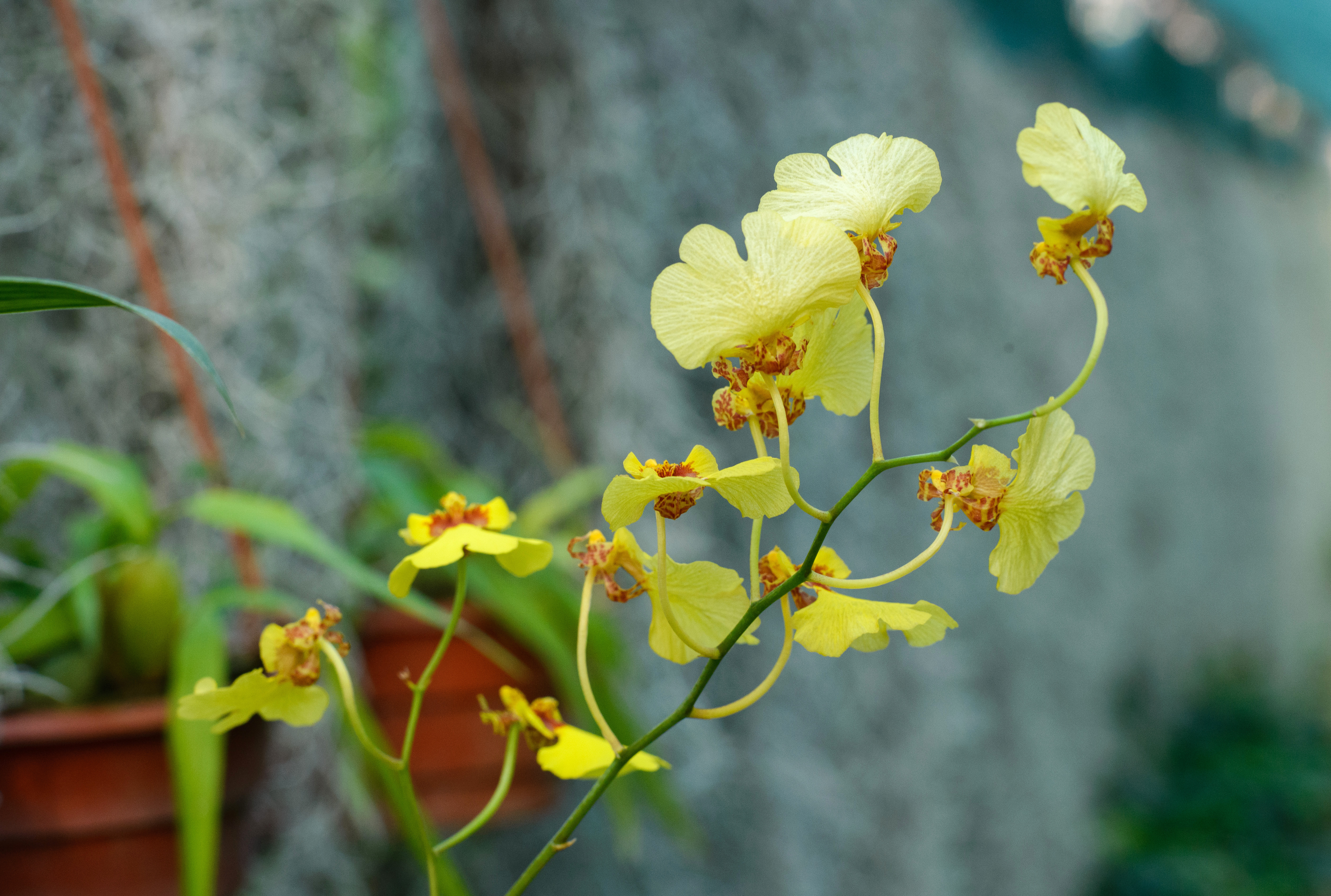Na archívnej snímke kvitnúca orchidea