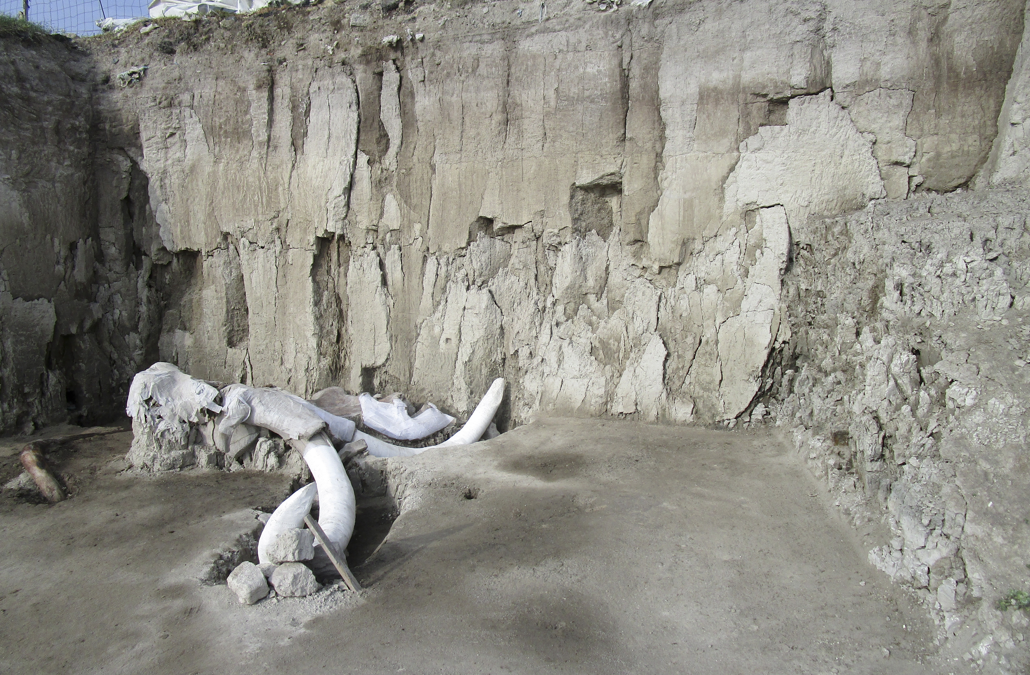 Na nedatovanej snímke sú mamutie kosti, ktoré našli počas vykopávok v okolí mesta Tultepec
