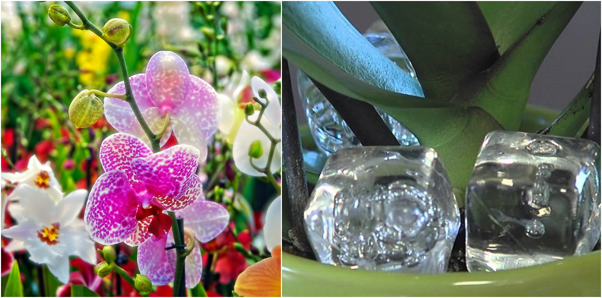Malé triky, vďaka ktorým bude kvitnúť vaša orchidea častejšie