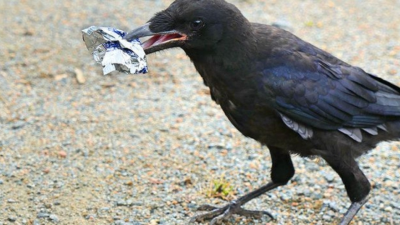 Vo Francúzsku naučili vrany zbierať odpadky. Kedy sa to naučíme my sami?