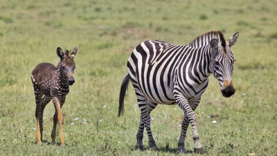 Roztomilá a unikátna bodkovaná zebra si získala srdcia celého internetu