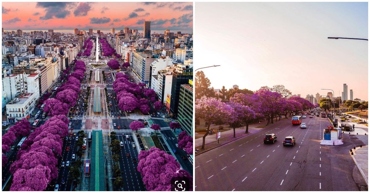 Krásne rozkvitnuté ulice v Buenos Aires