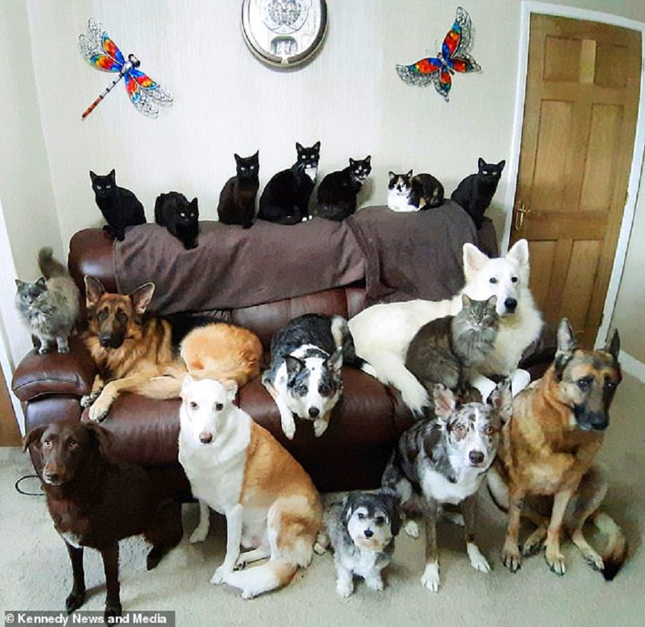 Kathy má 8 psov a 9 mačiek