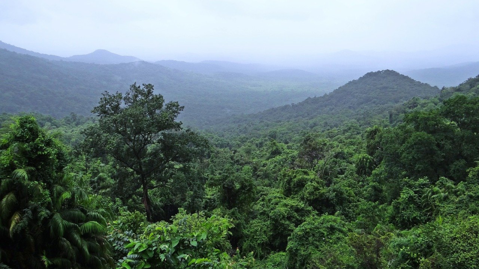 Takmer 90% územia afrického Gabonu pokrývajú dažďové pralesy. Gabon je pritom jednou z posledných krajín na svete s takmer nedotknutými lesmi.  