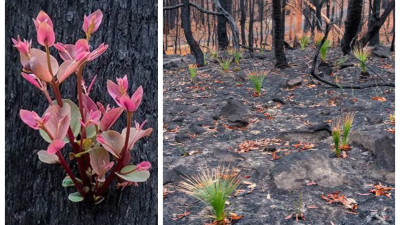 Povzbudivé fotky ukazujú austrálsku prírodu, ktorá pomaly vstáva z popola
