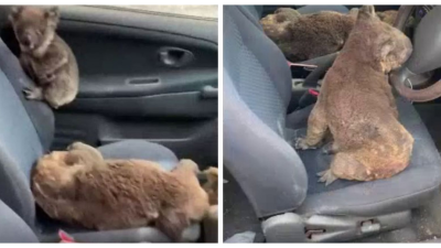 Súrodencov chváli celý svet: Jazdili v okolí požiarov a auto naplnili zachránenými koalami