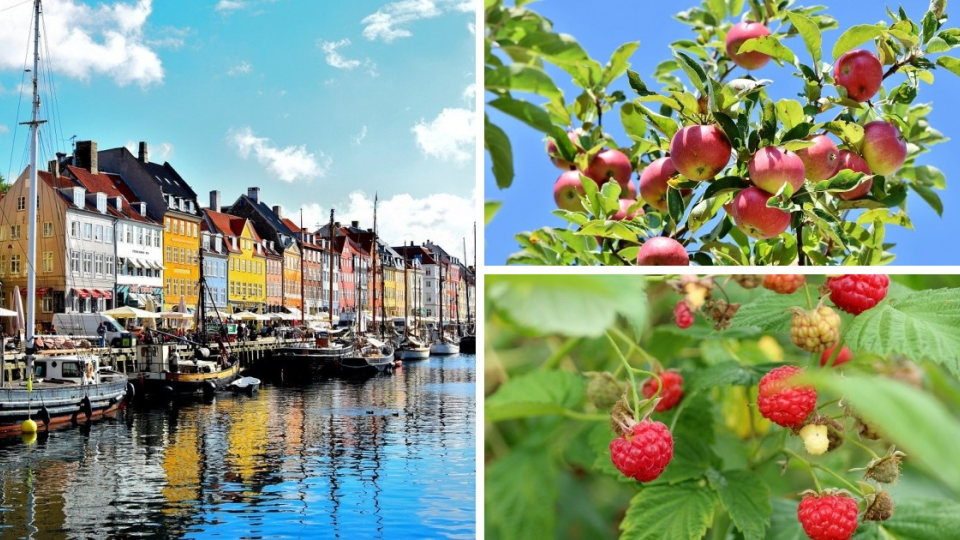 Okoloidúci v Kodani si už čoskoro budú vedieť pochutiť na čerstvo odtrhnutom ovocí. 
