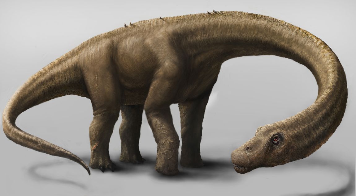 Na nedatovanej umeleckej snímke dreadnoughtus.
