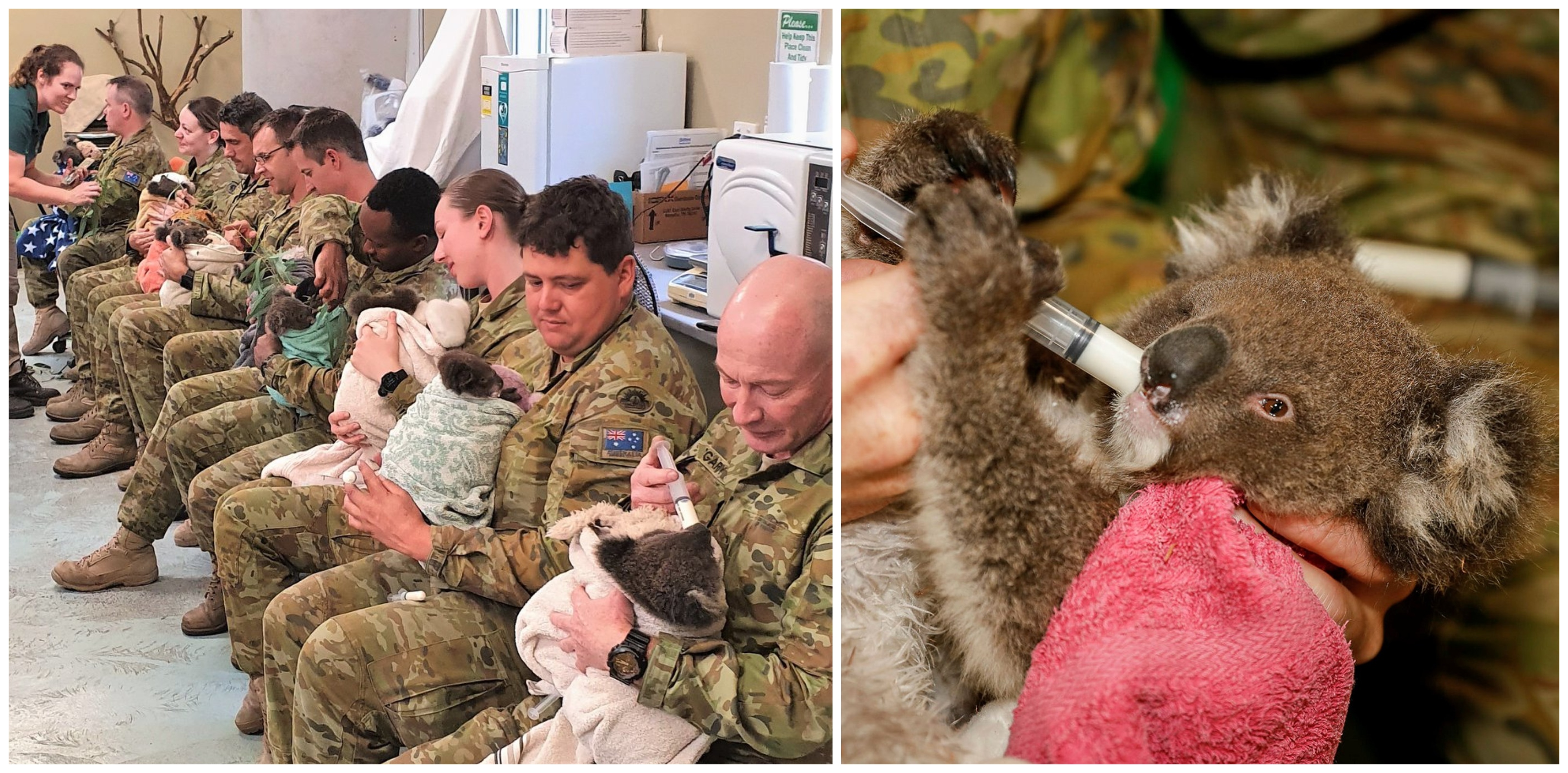 Na snímke sú vojaci, ktorí kŕmia koaly.