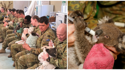 Austrálski vojaci sa starajú o zranené koaly