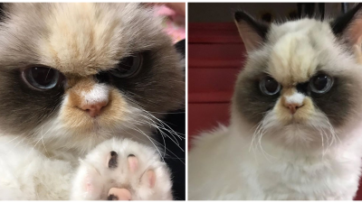 Internetom koluje fotka novej Grumpy Cat: Vyzerá ešte nahnevanejšie ako jej predchodkyňa