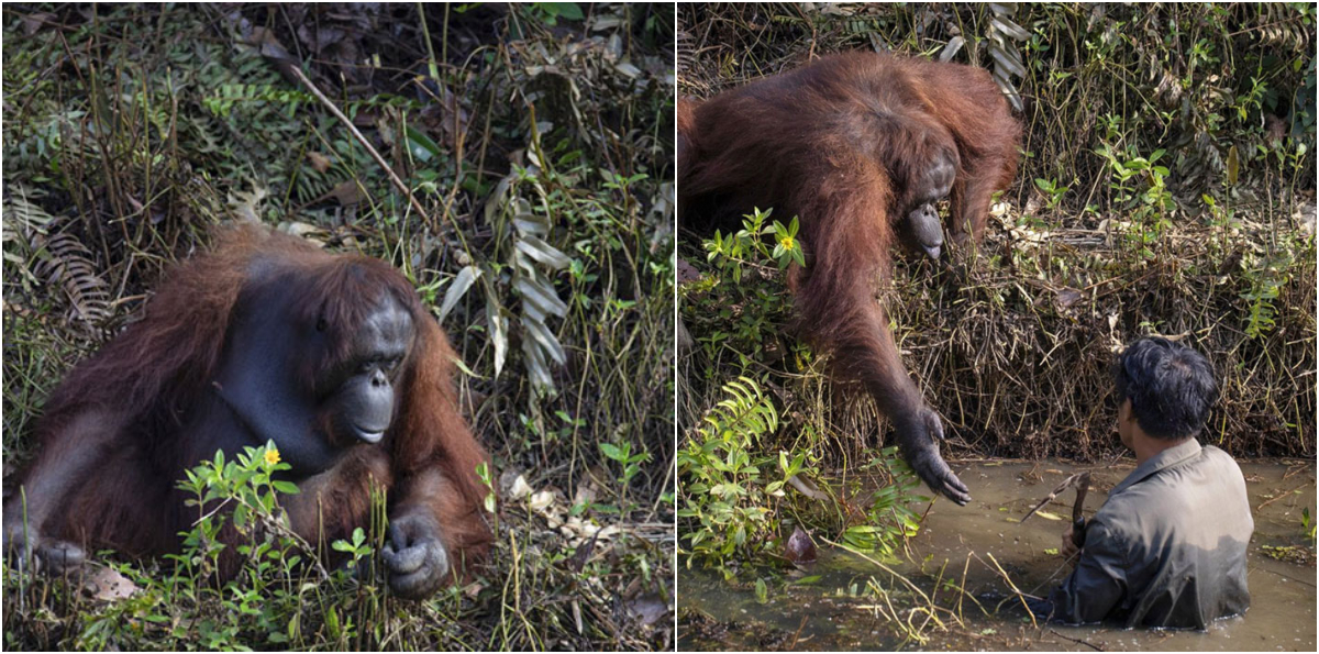Orangutan chcel pomôcť strážcovi