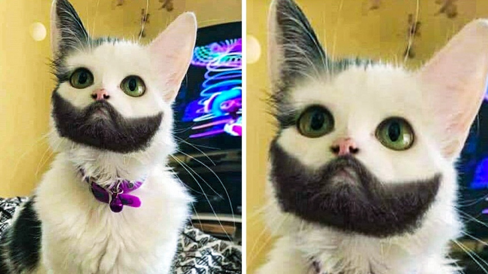 Mačka, ktorá vyzerá, že má bradu