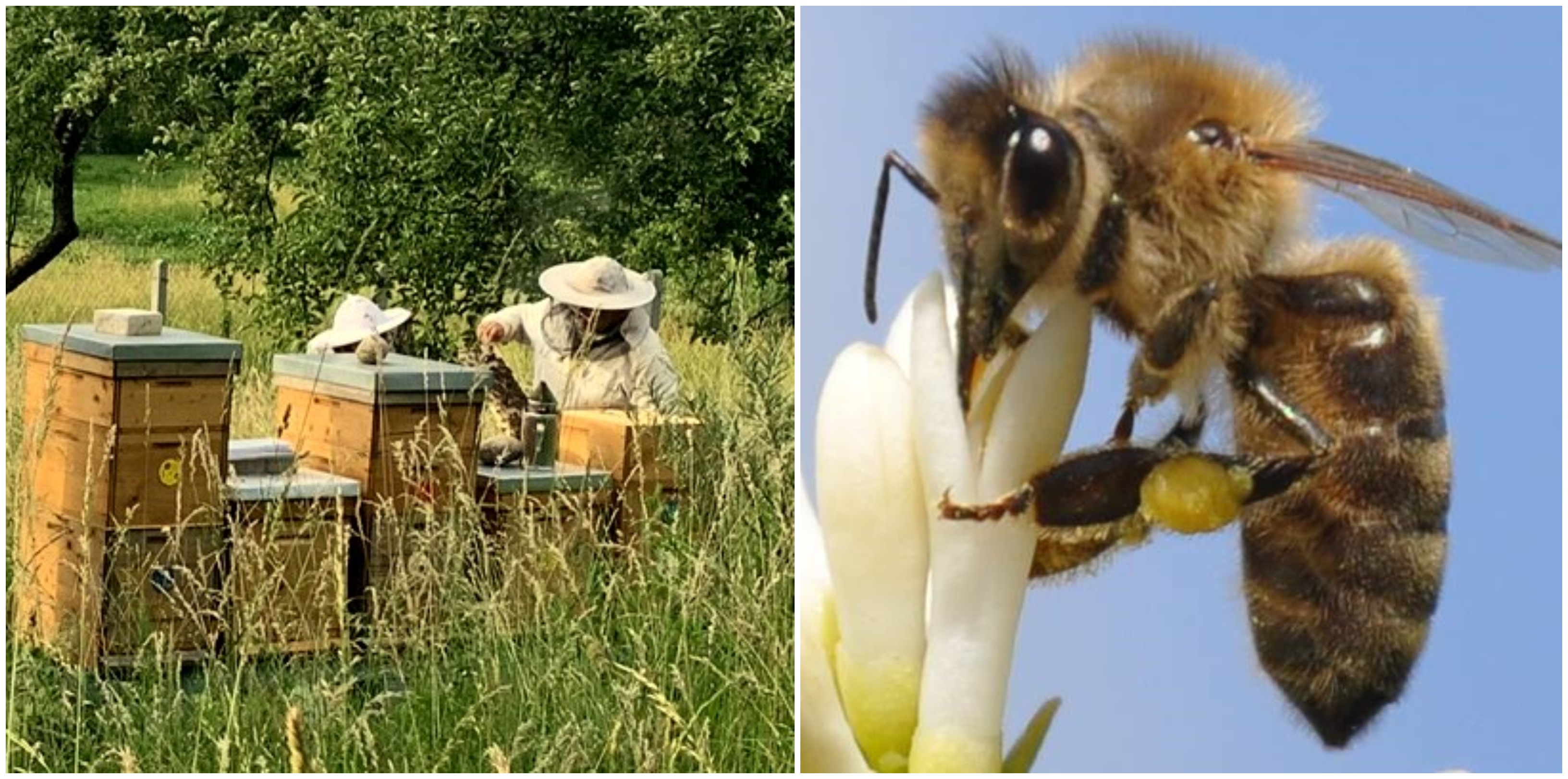 Na snímke sú manželia Kamenskí a ich včely. 