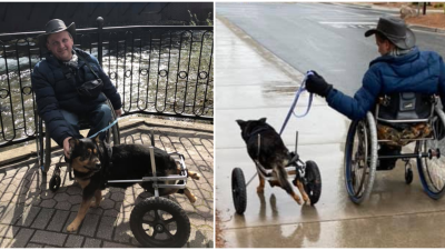 Pes na invalidnom vozíku si našiel nový domov