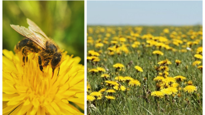 Chcete na jar pomôcť včelám? Nechajte púpavy na pokoji