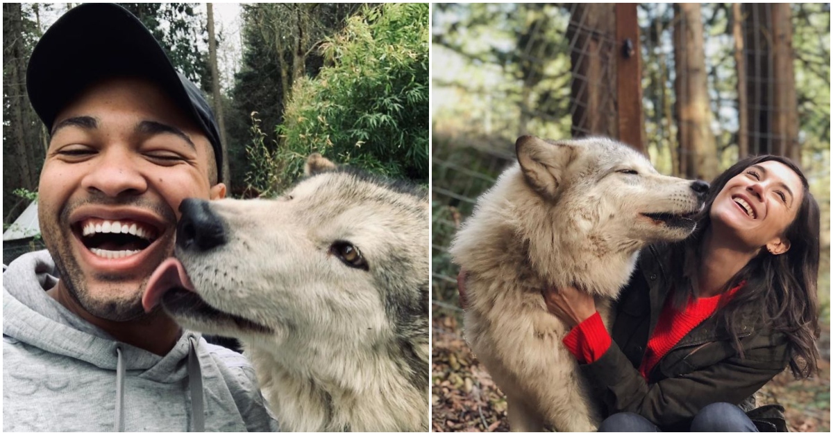 S vlkmi sa v rezervácii môžete aj odfotiť