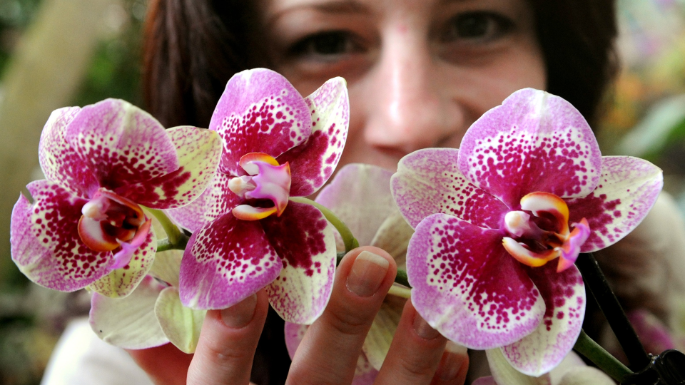 Botanická záhrada UPJŠ v Košiciach sprístupnila výstavu  orchidey  – skvosty v ríši rastlín. Výstava  potrvá do 5. februára 2012.Na snímke orchidea  phalaenopsis23. januára 2012.