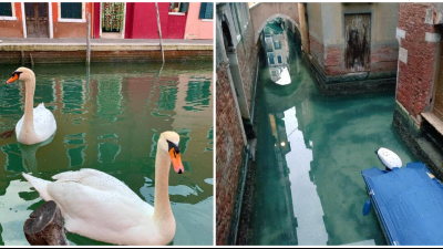 Benátske kanály sa počas karantény nádherne vyčistili. Vidno v nich opäť plávať ryby