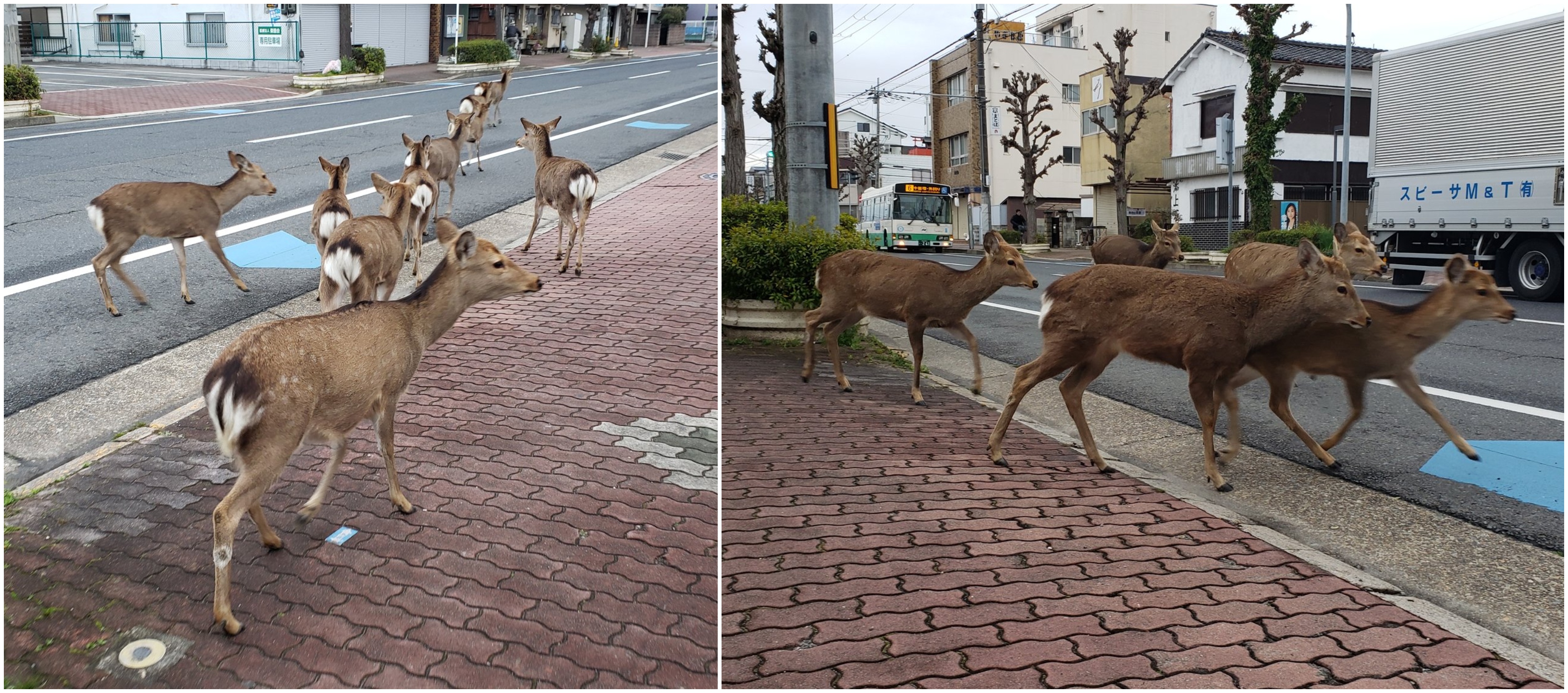 Na snímke sú jelene, ktoré sa voľne pohybujú po japonskom meste.