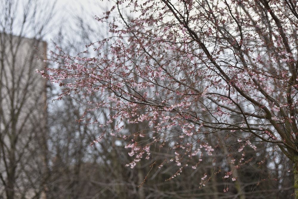 Rozkvitnutá čerešňa pílkatá (sakura), ilustračné foto