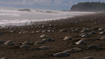 Vyľudnené pláže obsadili liahnuce sa korytnačky. Vďaka koronavírusu ich pribudnú rekordné počty