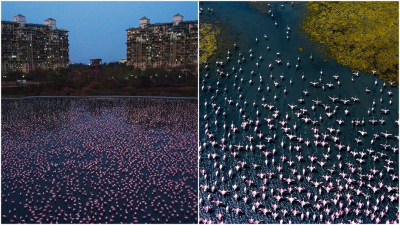 Čistejšie ovzdušie robí zázraky: Indiu doslova zaplavila ružová krása. Čarovné plameniaky pútajú pozornosť sveta