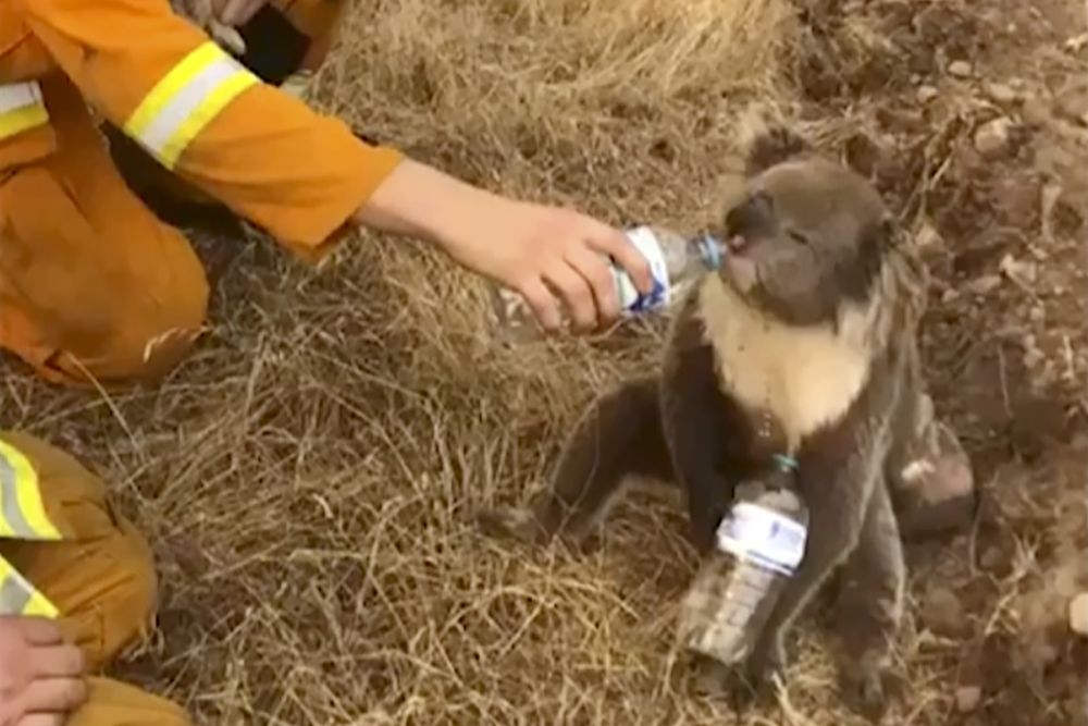 Koala zachránená počas austrálskych požiarov, ilustračná snímka