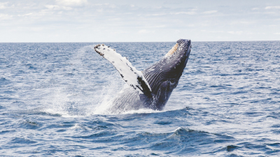  Veľryby majú priestor konečne sa porozprávať. Oceány sú vďaka karanténe tichšie