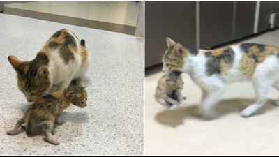 Túlavá mačka priniesla svoje mačiatko rovno do nemocnice, aby mu lekári mohli pomôcť