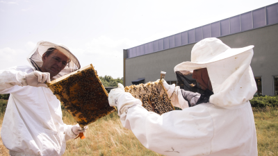 Zázraky prírody sa dejú aj uprostred mesta. Zo strechy Auparku minulý rok vytočili 150 kíl medu