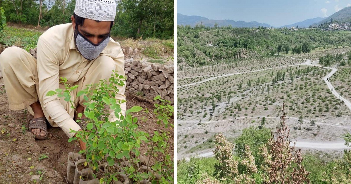 Pakistanci, ktorí kvôli koronavírusovým opatreniam prišli o prácu, dostali možnosť zarobiť si sadením stromčekov.