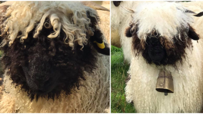 Rozkošné ovce vyzerajú ako plyšové hračky. Milujú ich ľudia z celého sveta