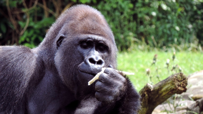 Gorily si pri jedení vytvárajú vlastné roztomilé pesničky o jedle. Vypočujte si ich