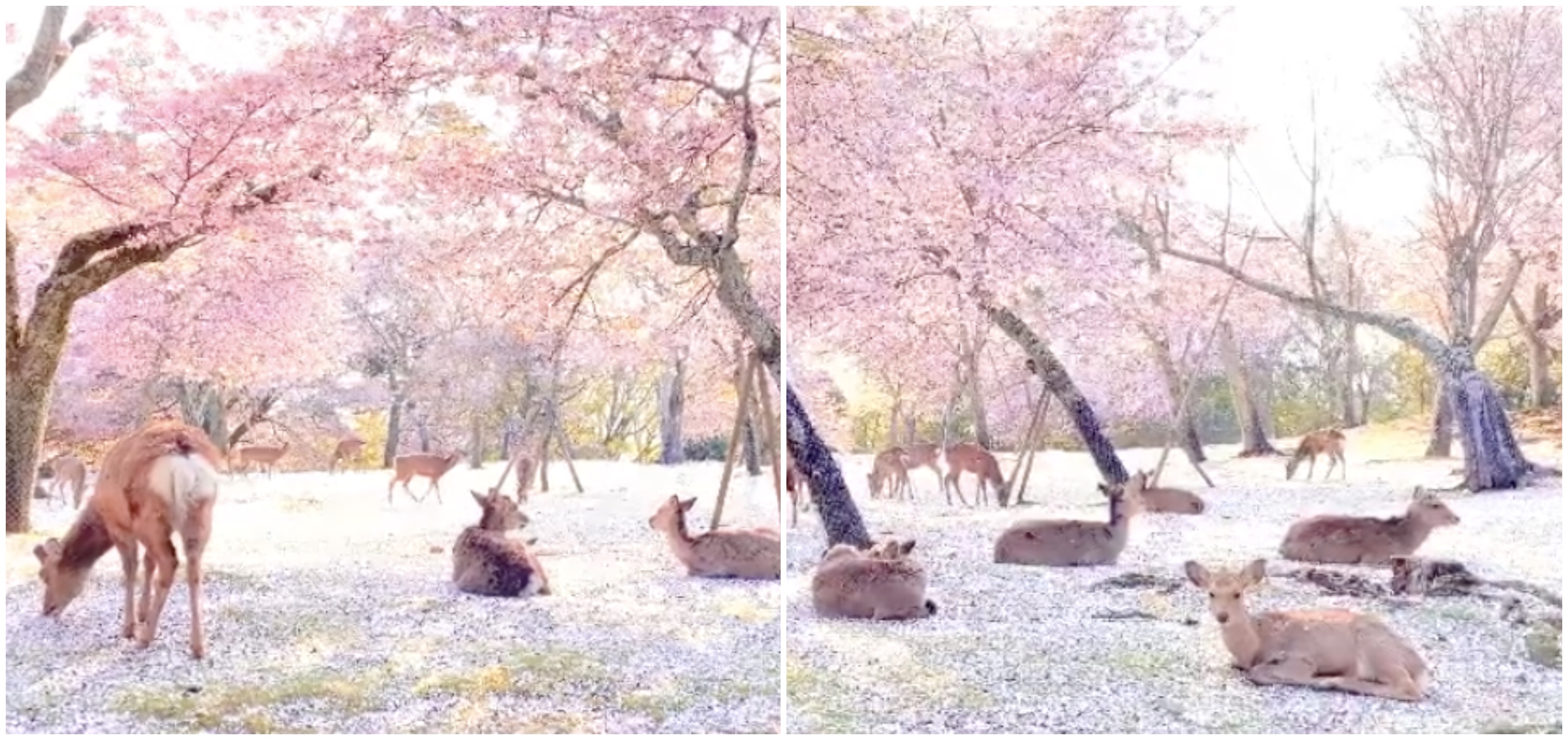 Dokonalé zábery z parku Nara.