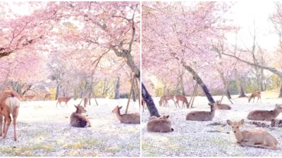 Dokonalé zábery z rozkvitnutého parku: Jelene si užívajú nádhernú jarnú prírodu