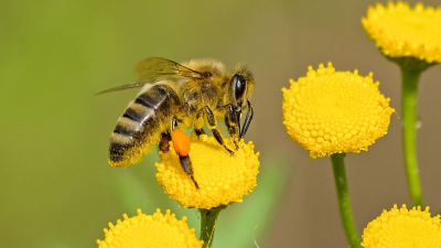 Minister Budaj chce, aby včela bola chráneným druhom živočícha