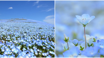 Viac ako 5 miliónov drobných modrých kvetov zaplavilo lúku. Toto magické miesto si zamiluje každý