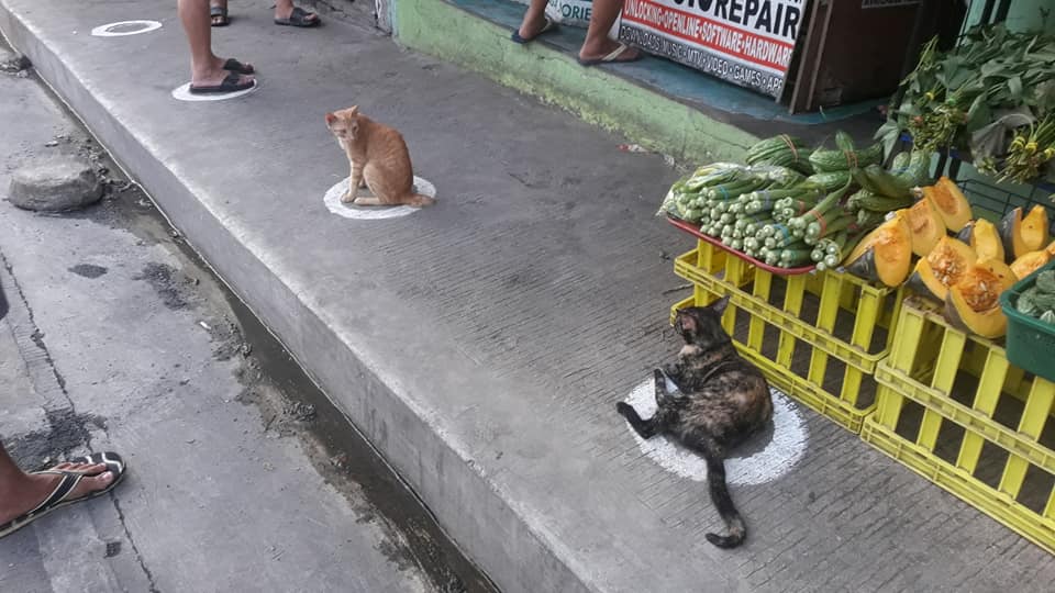 Túlavé mačky na Filipínach čakajú v rade na jedlo vo vyznačených kruhoch
